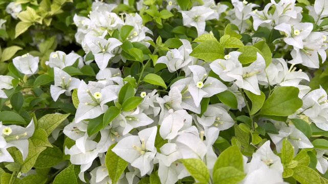 white flowers in the garden   White Bougainvillea Flowers Blooming with Lush Green Leaves in Tropical Garden