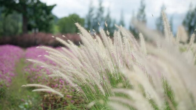 A slow-motion shot of a field of cogon grass swaying in the morning breeze, accompanied by the soothing sound of the wind on a clear day.