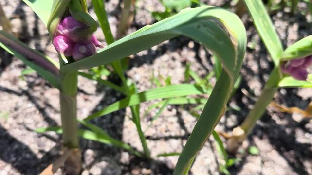 Close-up of a rare physiological disorder in garlic where cloves develop inside the stem instead of forming a normal bulb underground.