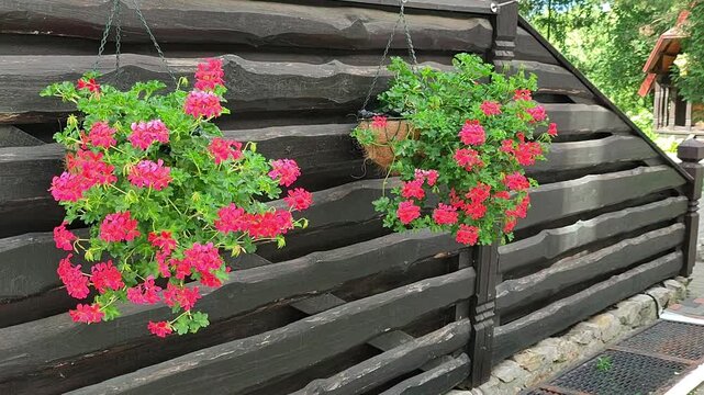 Hanging flower basket with red geraniums on a wooden fence. Outdoor garden decor with blooming plants. Natural landscape design for backyard or patio decoration.