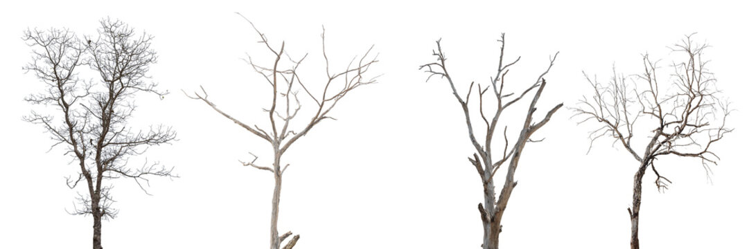Collection of leafless dead trees isolated on transparent background for design use