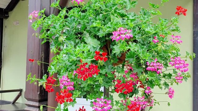 Potted geranium flowers hanging on a rustic wooden balcony wall. Vibrant pink and red blossoms in a summer garden display showing nature decor and home exterior.