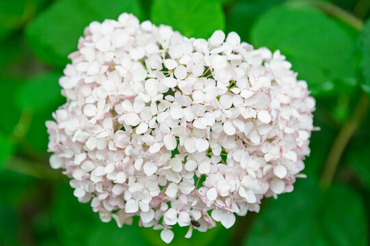 Beautiful close-up of pink annabelle hydrangea flowers in an early summer garden, delicate petals changing from pale pink to white wet with raindrops
