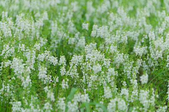 Clusters of delicate white angelonia flowers blooming in a summer garden, refreshing nature scenery of small floral field with copy space