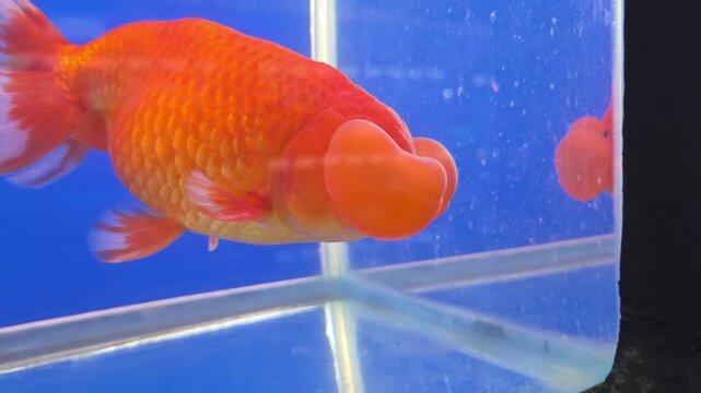 Bubble Eye Goldfish Swimming in an Aquarium with a Blue Background