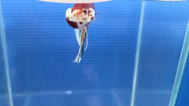 Veiltail Koi Multicolor Candy Betta Fish with Bright Patterns Swimming Against Blue Background