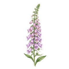 Watercolor Foxglove Flower Botanical Illustration © Reda