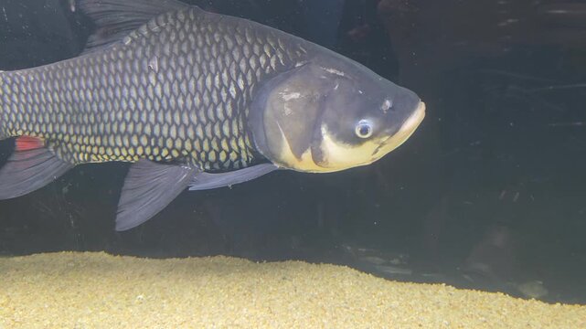 Siamese Giant Carp, also known as a Giant Barb Swimming in an Aquarium with Gravel Substrate