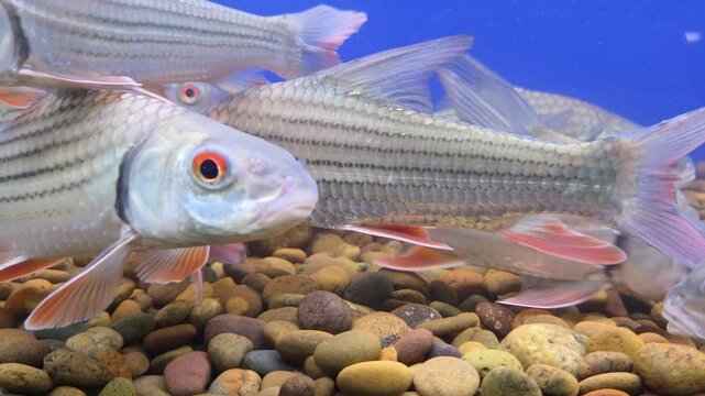 School of Jullien's Golden Carp (Probarbus jullieni) Fish Swimming Above Pebbles in an Aquarium