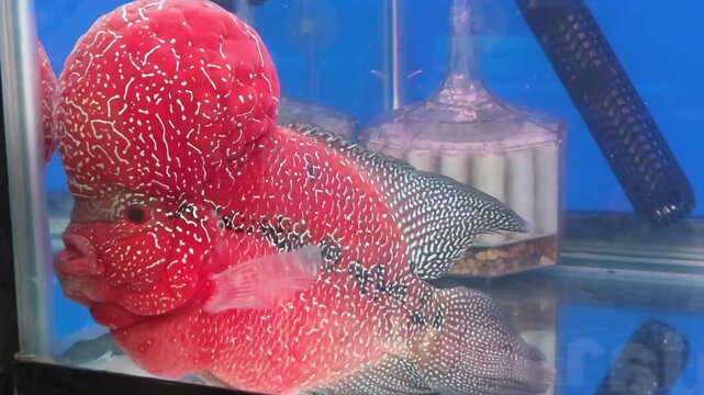 Close-up of a Vibrant Flowerhorn Cichlid Fish in an Aquarium Tank