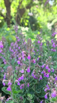 camera capturing purple wall germander flowers blowing in the wind