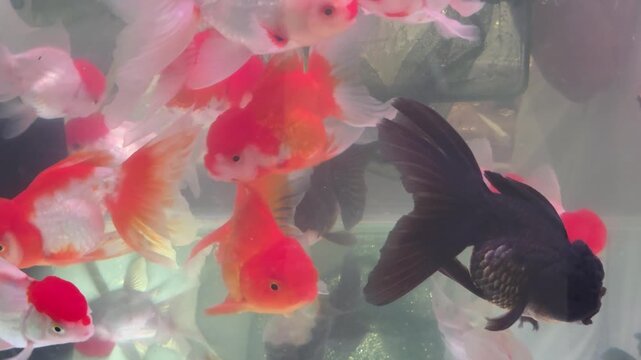Assortment of Oranda Goldfish Including Black and Red-White Varieties in an Aquarium