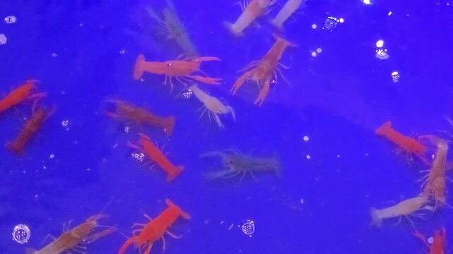 Group of Vibrant Orange Crawfish Swimming in a Shallow Blue Water Tank