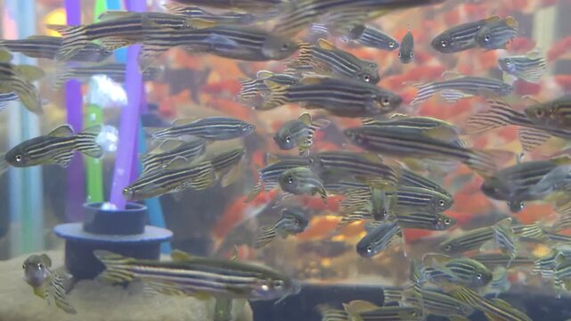 School of Zebra Danio Fish Swimming Actively in a Freshwater Aquarium