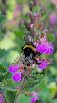 detailed macro shot of a bumblebee pollinating a purple wall germander flower