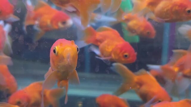 Close-up of Fantail Orange Goldfish Swimming Together in a Clear Aquarium