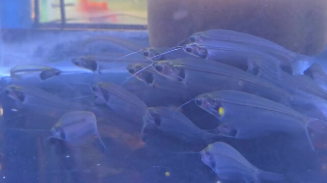 School of Glass Catfish (Kryptopterus vitreolus), also known as Ghost Catfish or Phantom Catfish Swimming in an Aquarium Tank
