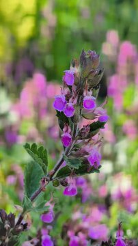 close up video of a single wall germander flower stem