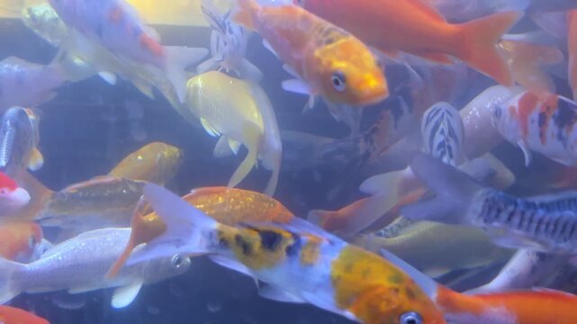 Group of Colorful Koi Fish Swimming Together in a Clear Pond