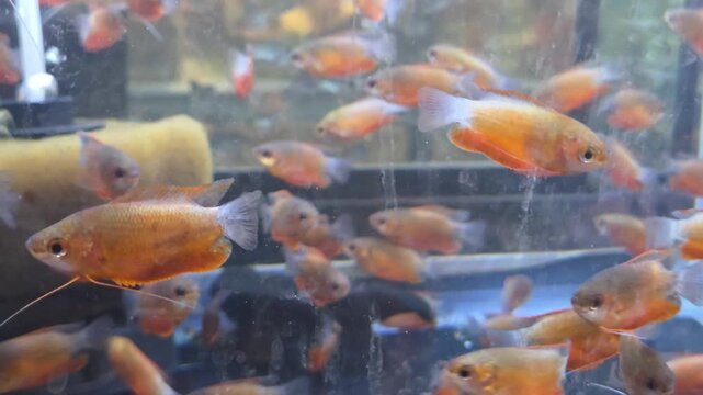 School of Small Orange Honey Gourami Fish Swimming in an Aquarium