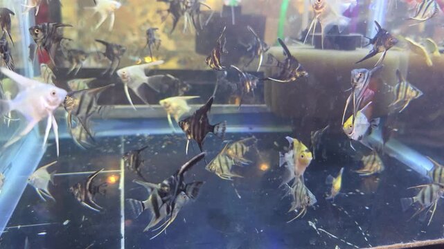 School of Peruvian Altum Angelfish Housed in a Commercial Retail Aquarium.