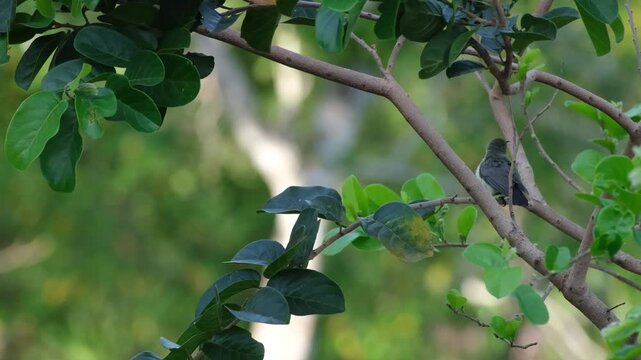 Female Palawan Sunbird Showing Feather Shake, Vigilance and Branch Hopping on Premna Tree, Palawan Philippines
