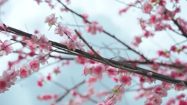 A close-up shot cherry blossom trees in full bloom on a clear day; the pink of the flowers contrasts beautifully with the blue sky.