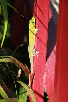 gecko diurne &agrave; poussi&egrave;re d'or