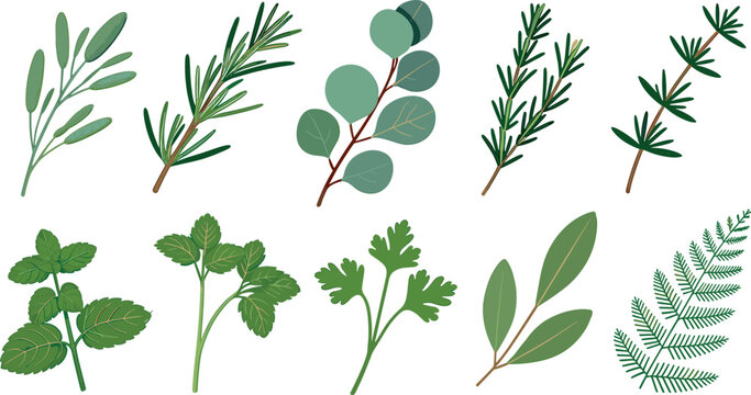 Fresh green culinary herbs and aromatic garden spices vector illustration set with rosemary mint parsley and fern isolated on white background
