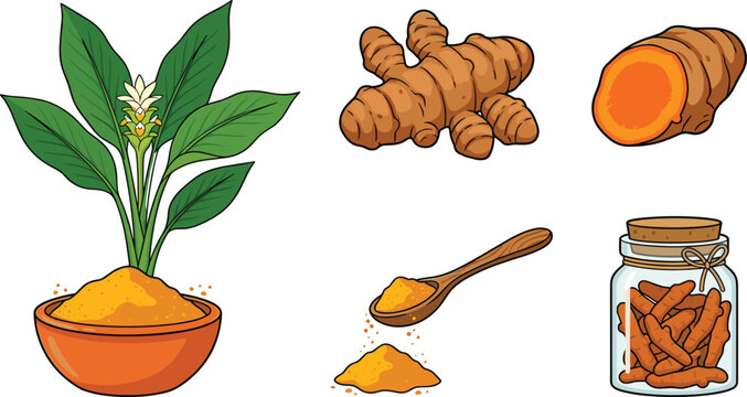 Turmeric spice and curcuma root vector illustration set featuring whole rhizome fresh slice blooming plant wooden spoon powder and glass jar.