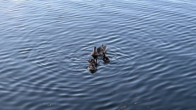 A mother duck is swimming on the lake with her ducklings. The ducklings are diving and catching food