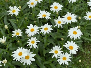 Fototapeta premium A chamomile in a green field