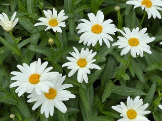 Fototapeta premium A chamomile in a green field