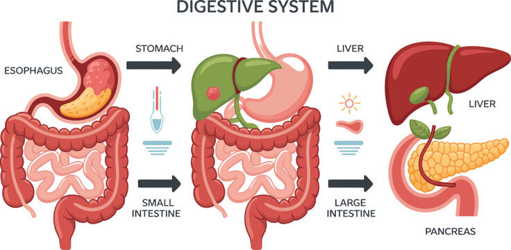 Digestive System Anatomy, Human Body Organs, Medical Illustration, Educational Diagram