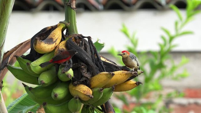 multiple Colombian bird species feeding on a ripe banana bunch in a tropical habitat. The sequence includes tanagers, Red-crowned Woodpecker, honeycreepers, orioles, and other native birds interacting
