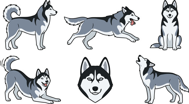 Cartoon Siberian husky dog vector illustration set featuring standing running sitting playful bowing howling poses and a central smiling face portrait.