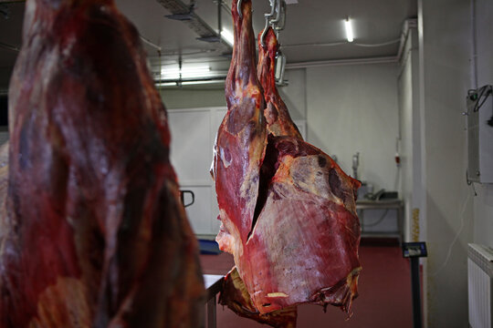 Animal carcasses are displayed in meat processing shop. Horse carcasses are ready for butchering. Meat processing plant. Meat business concept