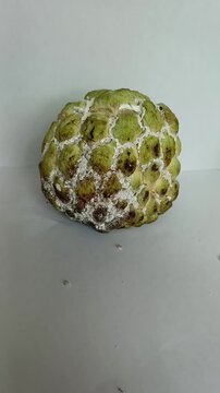 Sugar apple infested with mealybugs ,with ants crawling around the fruit
