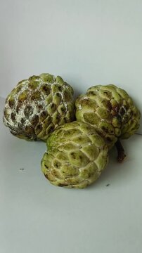 Sugar apple infested with mealybugs ,with ants crawling around the fruit