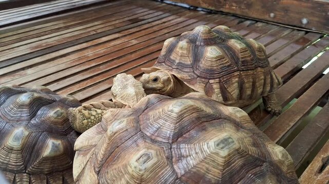 African Spurred Tortoises Sulcata Group Showing Detailed Shell Texture and Pattern on Wooden Slats