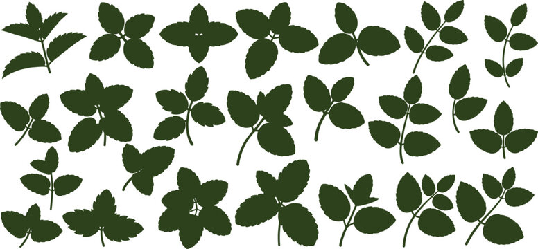 collection of green mint leaf silhouette icons in various shapes and sizes. includes different foliage styles, from simple leaves to clusters and branches, vector illustration