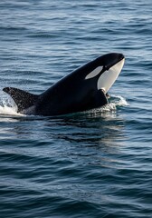 Obraz premium Oceanic Majesty: A Killer Whale's Sunlit Ascent