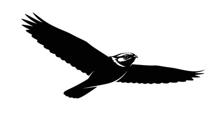 Fototapeta premium Bird in flight silhouette soaring through air