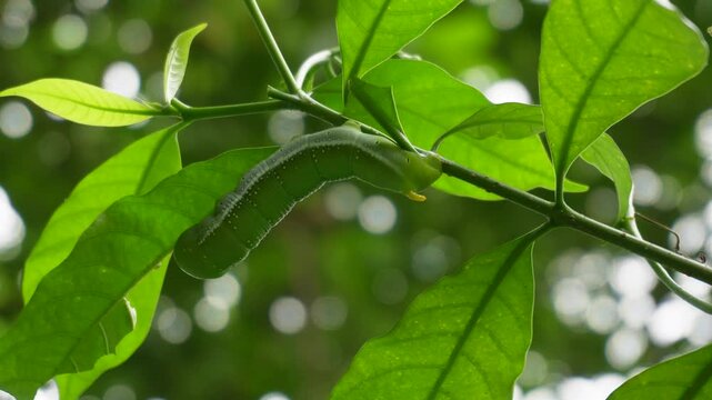 Oleander hawk moth caterpillar resting on green leaves