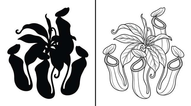 Pitcher Plants Set with Individual Leafy Tendrils and Distinct Vase-Like Structures, Presented in a Black and White Style.