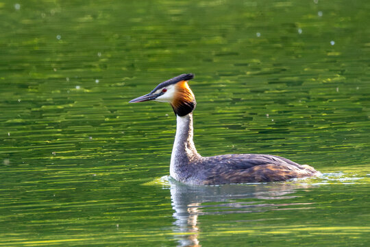 Great Crested Grebe in breeding plumage