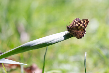 Speckled Wood butterfly on a blade of grass © fluffandshutter