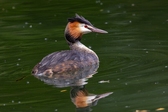 Great Crested Grebe on calm green water