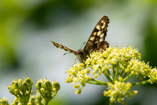 Speckled Wood butterfly feeding on flowers