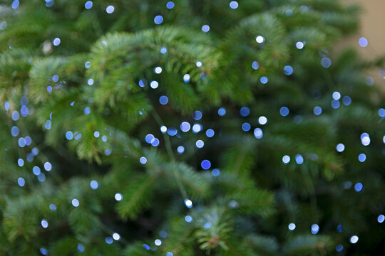 Christmas garlands and fir branches. Blue lights of Christmas garland. Christmas texture for postcards. Garland with lights on Christmas tree